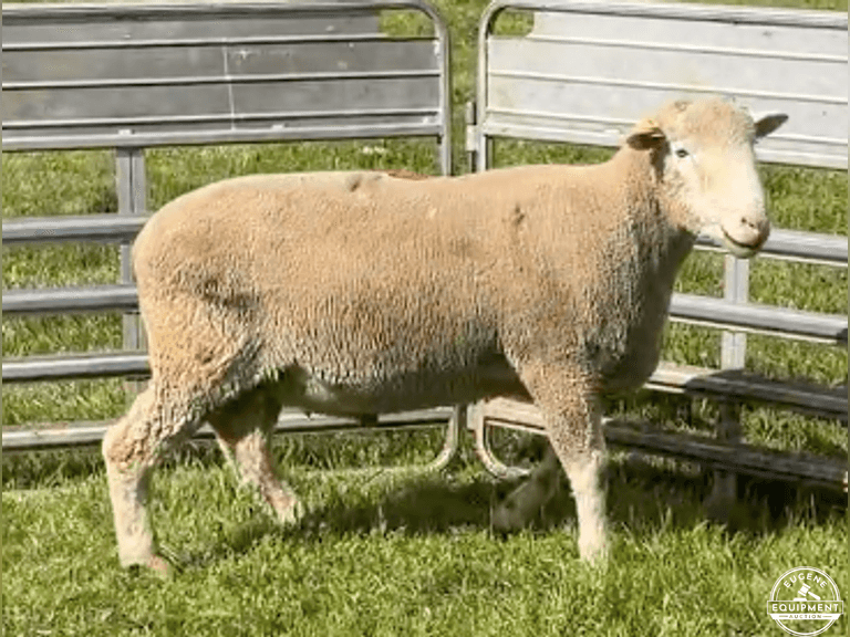 Dorset 0651