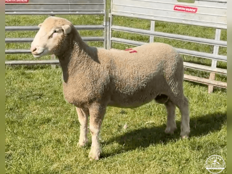 Dorset 0675