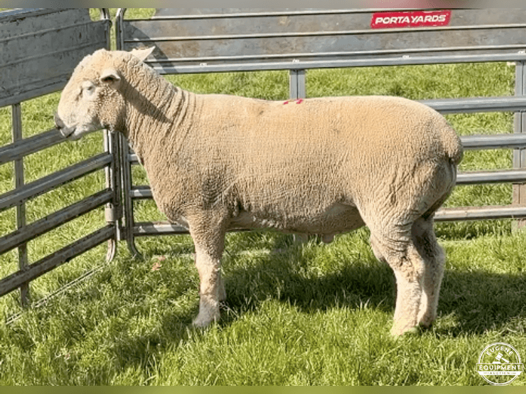 Dorset 0702