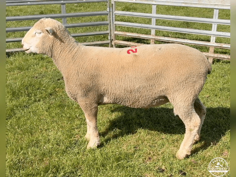 Dorset 0676