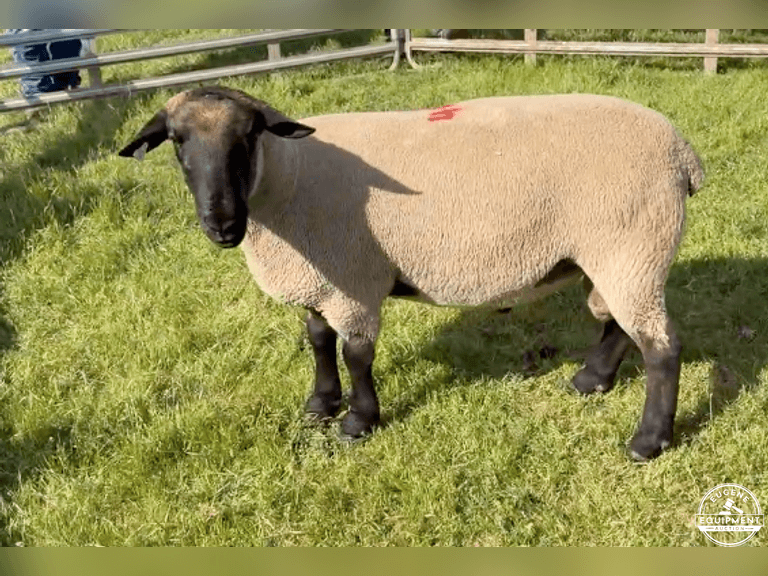 Suffolk 7688