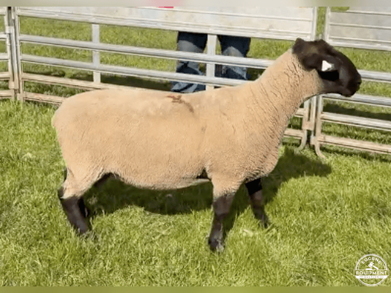 Suffolk 7497