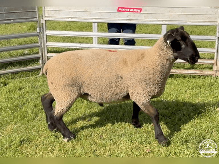 Suffolk 7482