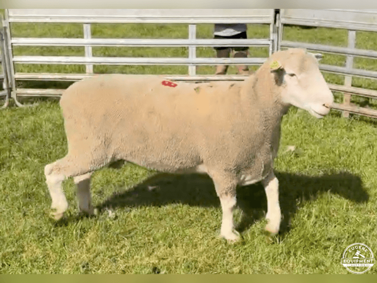 Dorset 0678