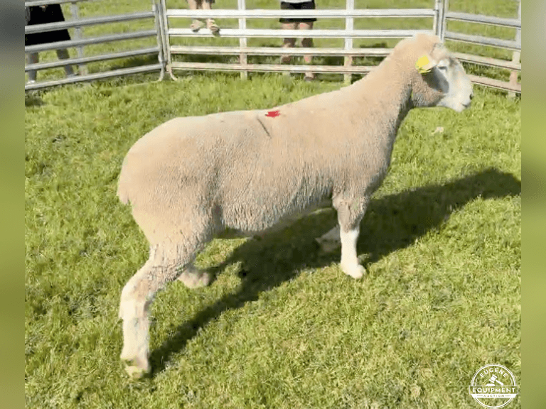 Dorset 0728