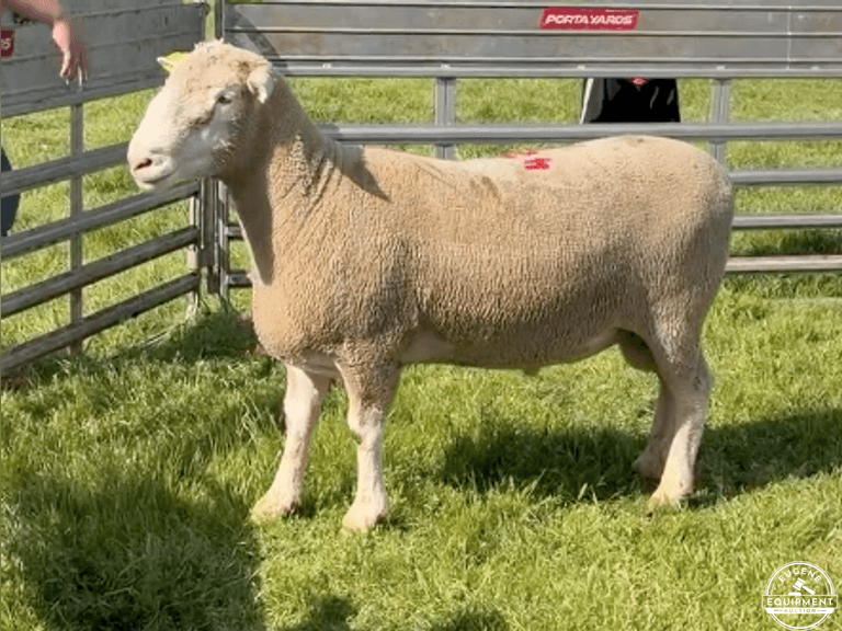 Dorset 0718