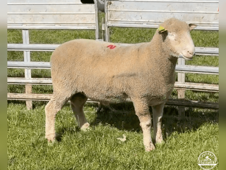 Dorset 0666
