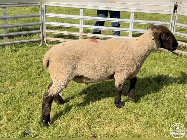 Suffolk 7697