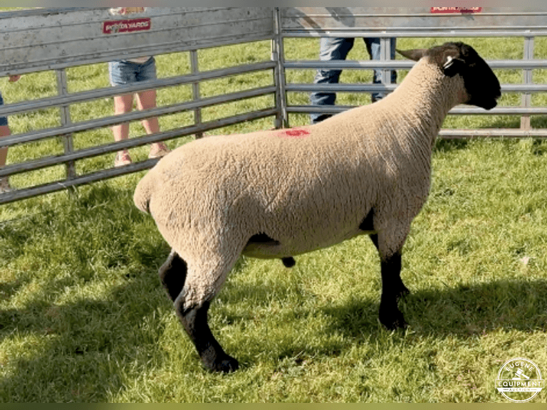 Suffolk 7592