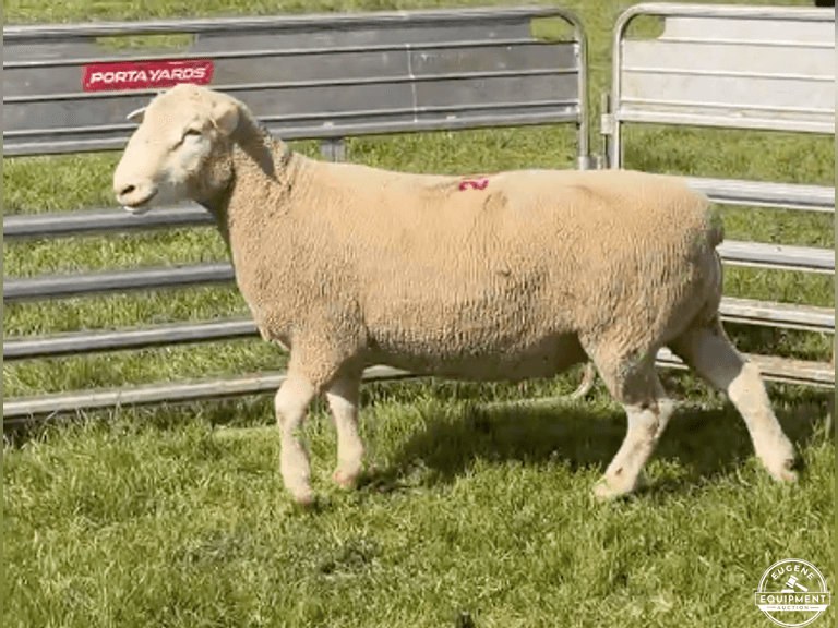 Dorset 0685