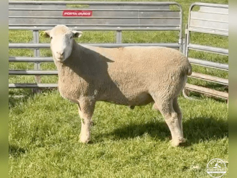 Dorset 0720