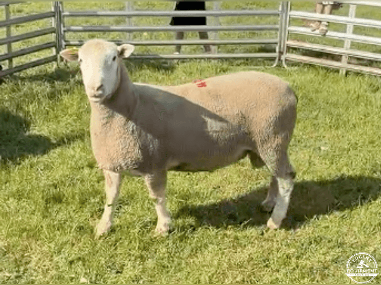 Dorset 0674