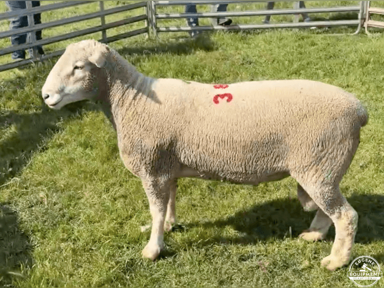 Dorset 0661