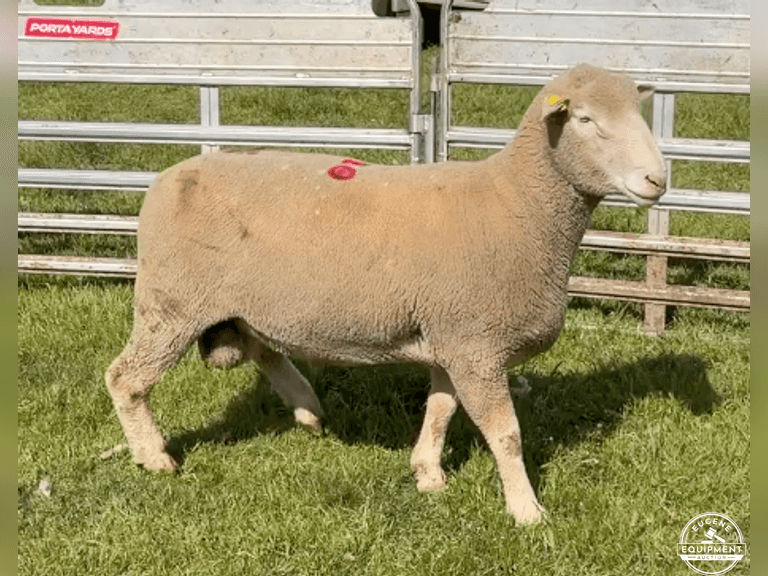 Dorset 0690
