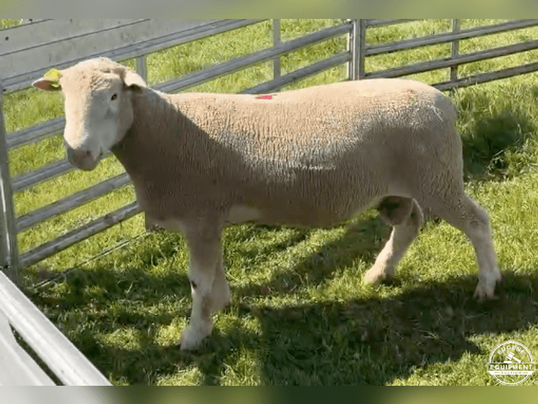 Dorset 0667