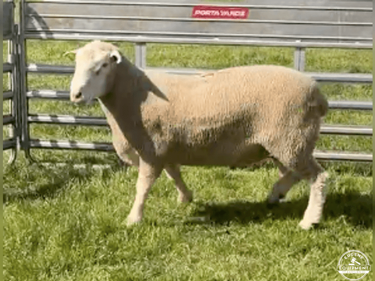 Dorset 0664