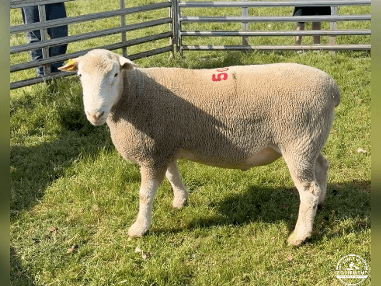 Dorset 0733