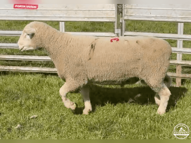 Dorset 0668