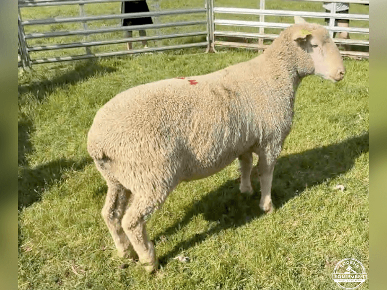 Dorset 0724