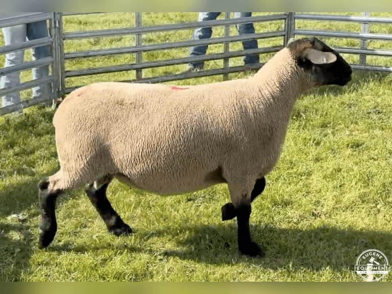 Suffolk