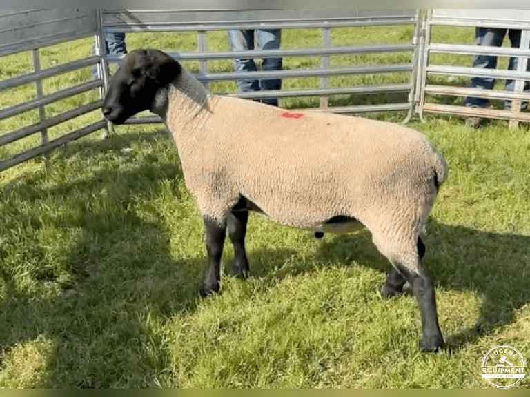 Suffolk 7590