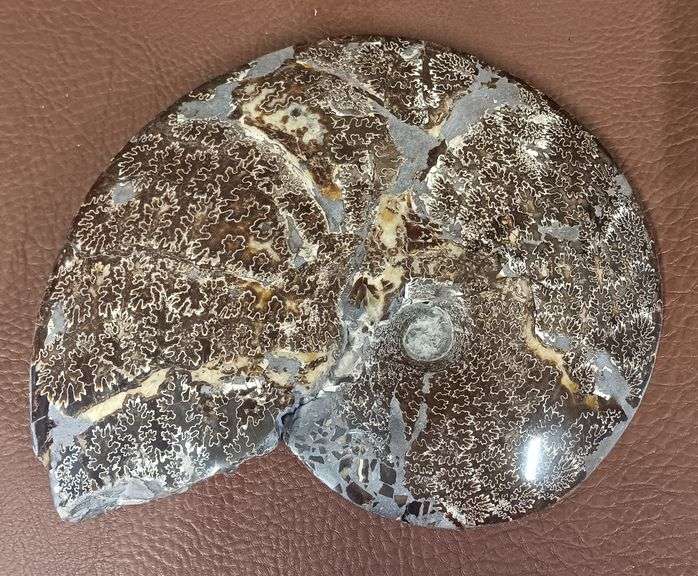 9" Polished Ammonite Fossil