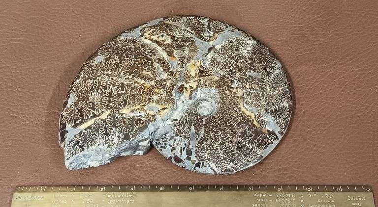 9" Polished Ammonite Fossil