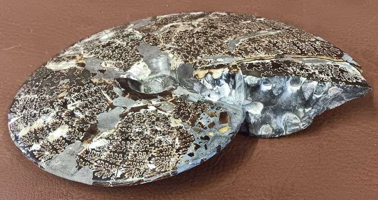 9" Polished Ammonite Fossil