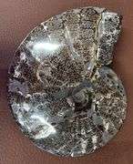 9" Polished Ammonite Fossil