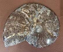 9" Polished Ammonite Fossil