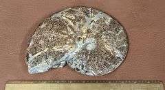 9" Polished Ammonite Fossil