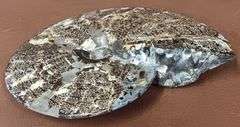 9" Polished Ammonite Fossil