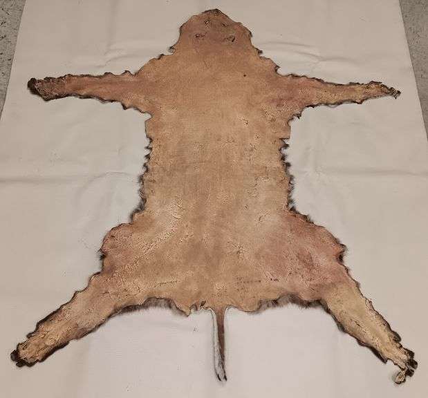 Tanned Bobcat Pelt (45" Nose to Tip of Tail,  43"Leg Span)