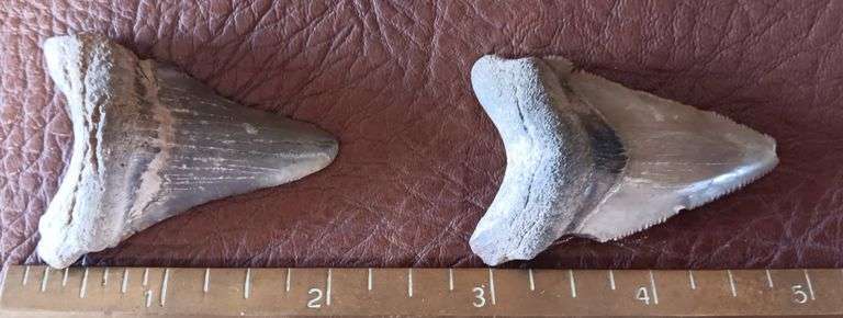 (2) Fossilized Megalodon Shark Teeth