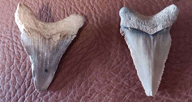 (2) Fossilized Megalodon Shark Teeth