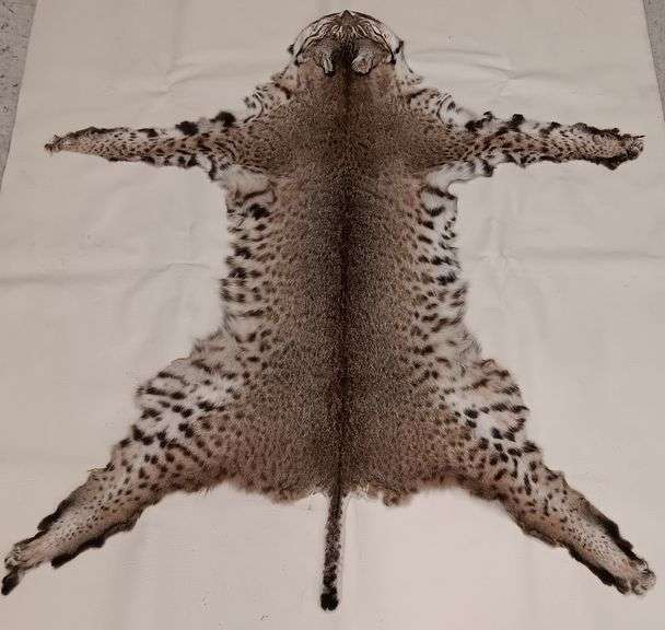 Tanned Bobcat Pelt (45" Nose to Tip of Tail,  43"Leg Span)