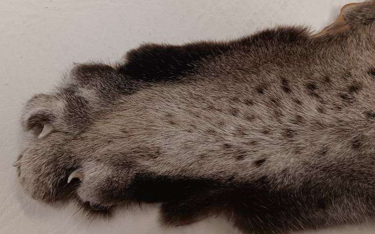Tanned Bobcat Pelt (45" Nose to Tip of Tail,  43"Leg Span)