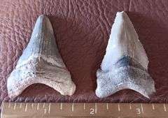 (2) Fossilized Megalodon Shark Teeth