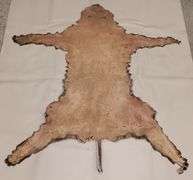 Tanned Bobcat Pelt (45" Nose to Tip of Tail,  43"Leg Span)