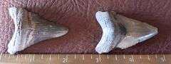(2) Fossilized Megalodon Shark Teeth