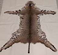 Tanned Bobcat Pelt (45" Nose to Tip of Tail,  43"Leg Span)
