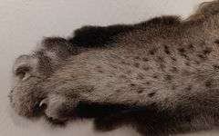 Tanned Bobcat Pelt (45" Nose to Tip of Tail,  43"Leg Span)