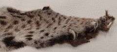 Tanned Bobcat Pelt (45" Nose to Tip of Tail,  43"Leg Span)
