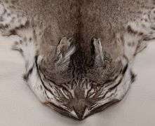 Tanned Bobcat Pelt (45" Nose to Tip of Tail,  43"Leg Span)