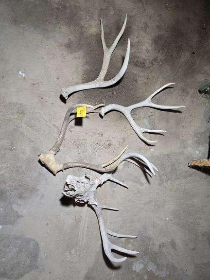 DEER ANTLERS.