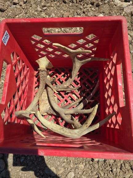 DEER ANTLERS.