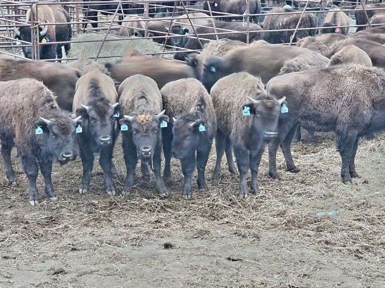 (39) Bull calves