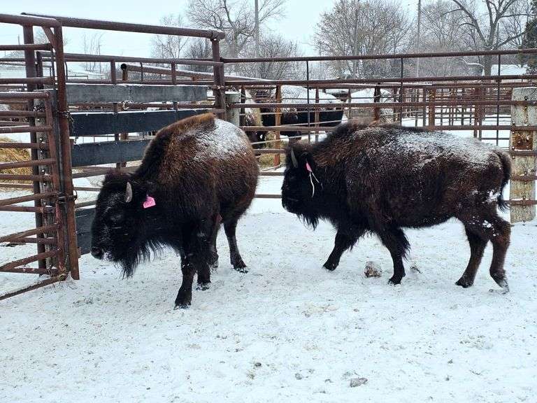 (3) 3-yr old heifers