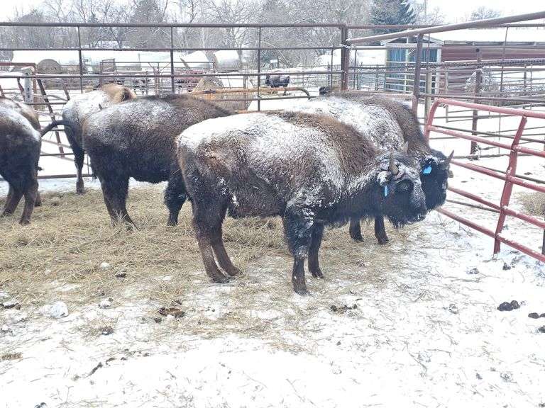 (7) Bull Calves