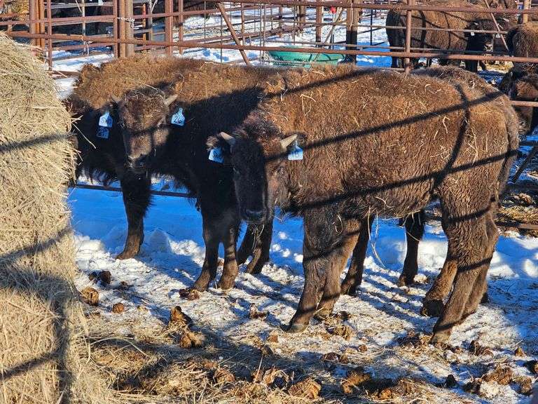 (8) Bull calves